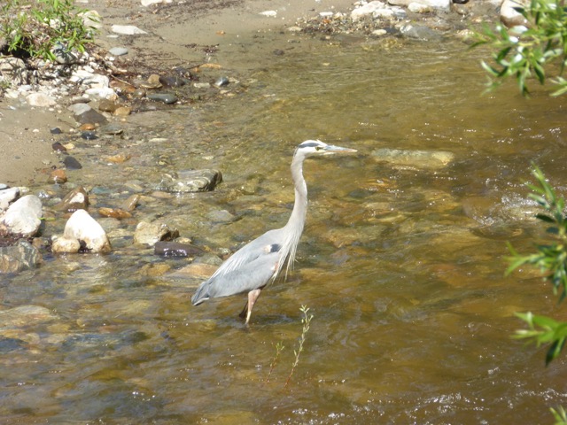 2015 Blue Heron in MC