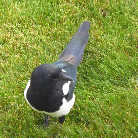 2015 Magpie