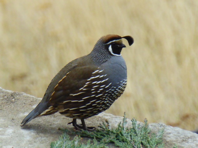 2015 Quail