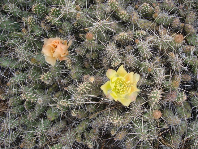 Prickly Pear Cactus